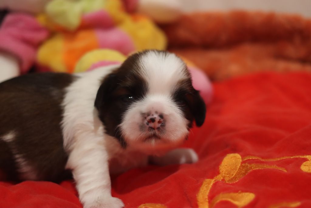 de la ferme des Mottes - Chiots disponibles - Shih Tzu