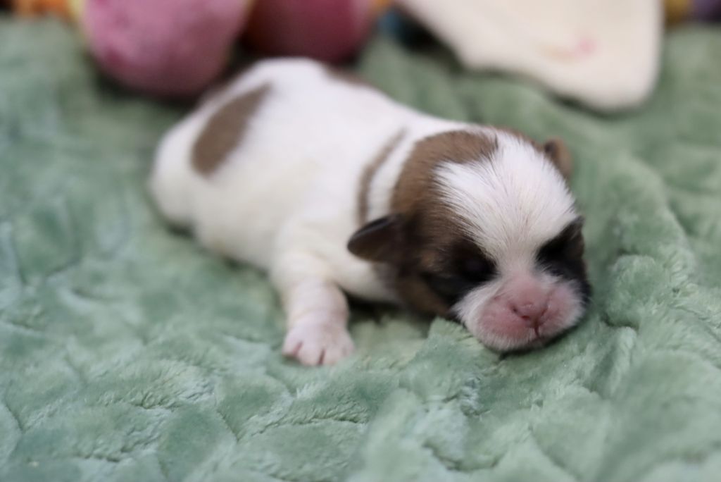 de la ferme des Mottes - Chiots disponibles - Shih Tzu