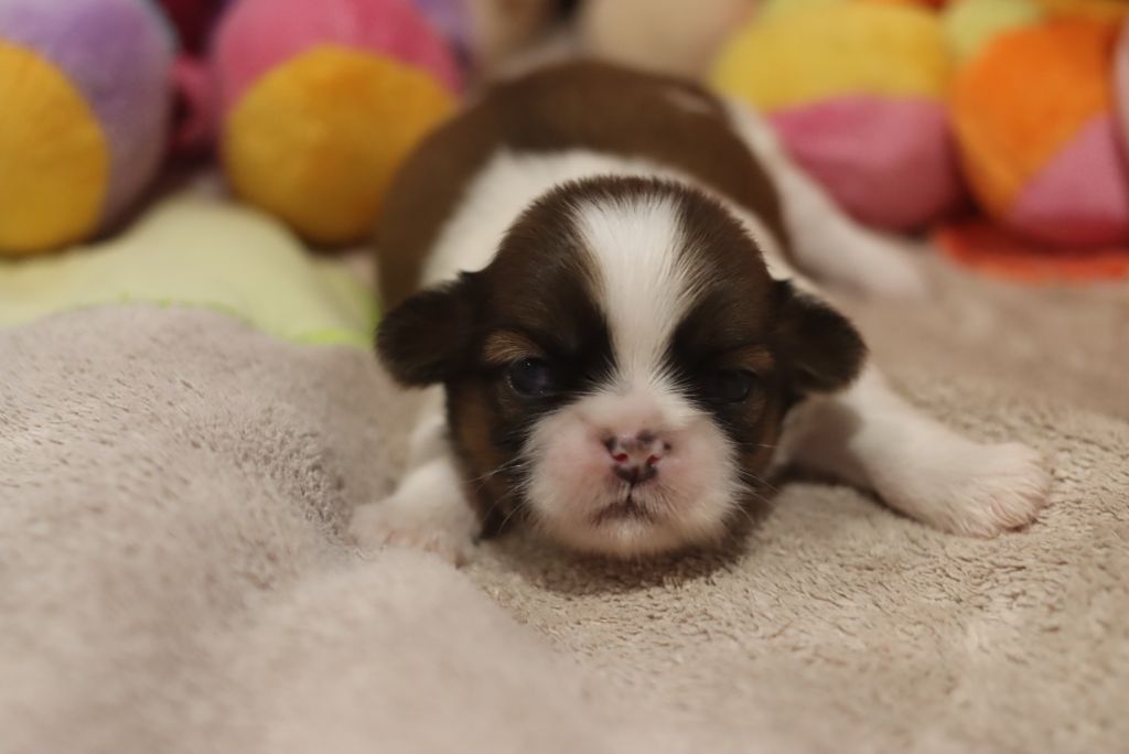 de la ferme des Mottes - Chiots disponibles - Shih Tzu