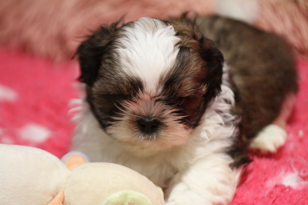 de la ferme des Mottes - Chiots disponibles - Shih Tzu