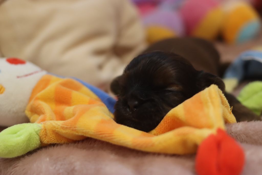 de la ferme des Mottes - Chiots disponibles - Shih Tzu