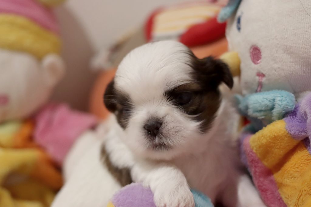 de la ferme des Mottes - Chiots disponibles - Shih Tzu