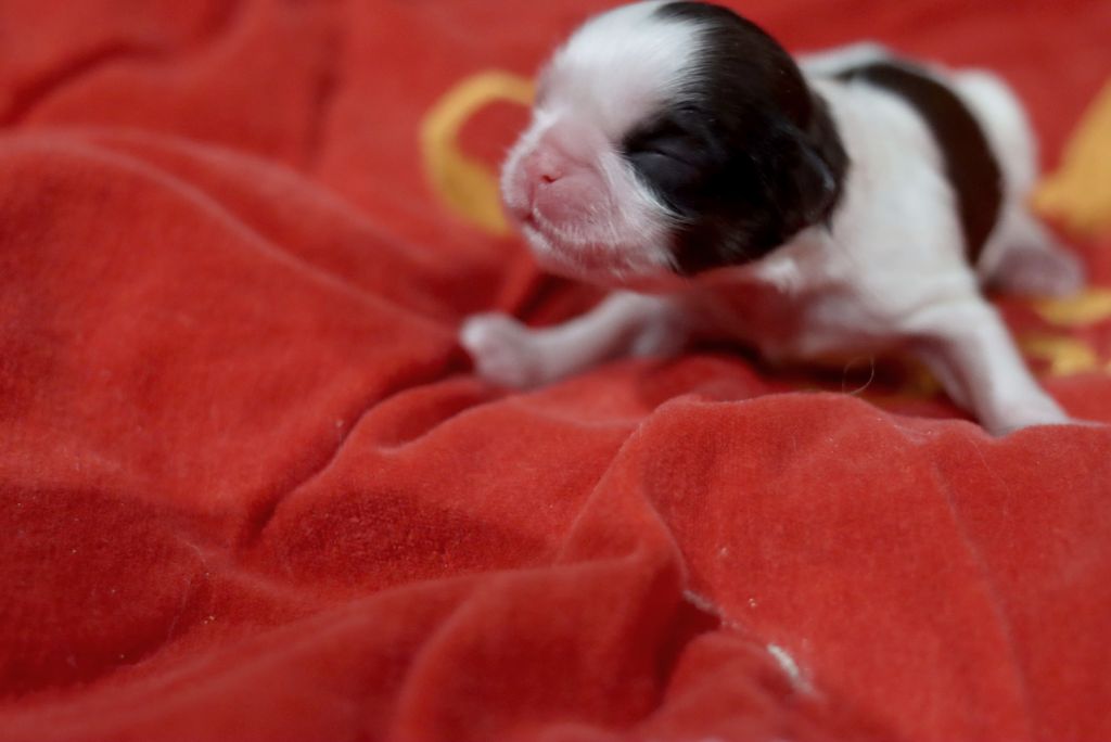 de la ferme des Mottes - Chiots disponibles - Shih Tzu