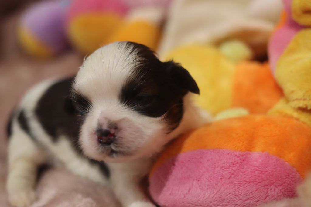 de la ferme des Mottes - Chiots disponibles - Shih Tzu