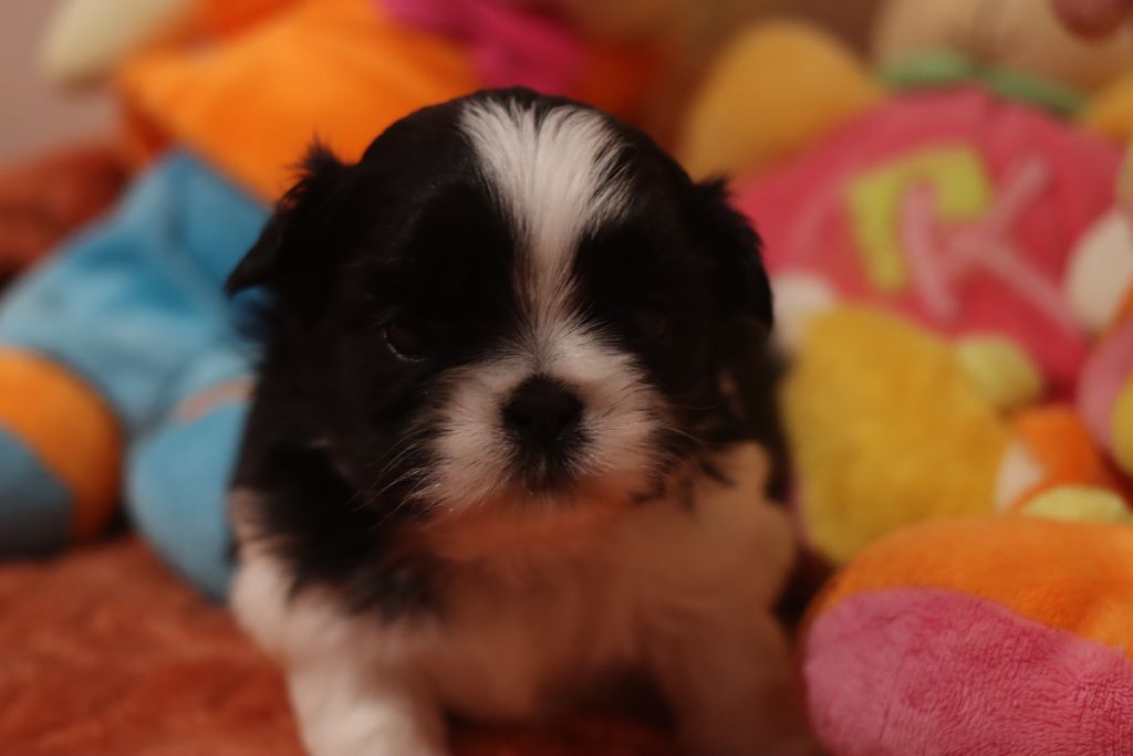de la ferme des Mottes - Chiots disponibles - Shih Tzu