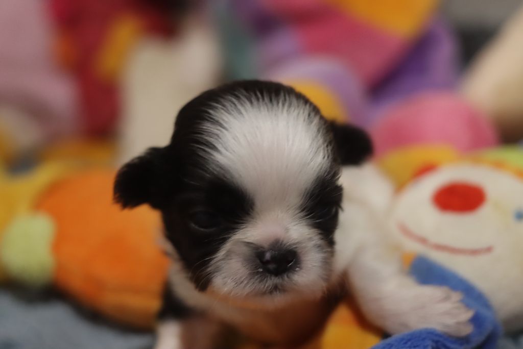 de la ferme des Mottes - Chiots disponibles - Shih Tzu