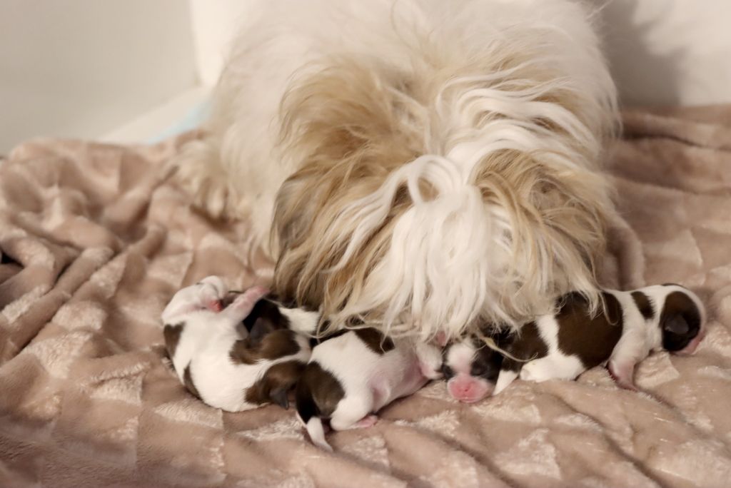 Chiot Shih Tzu de la ferme des Mottes