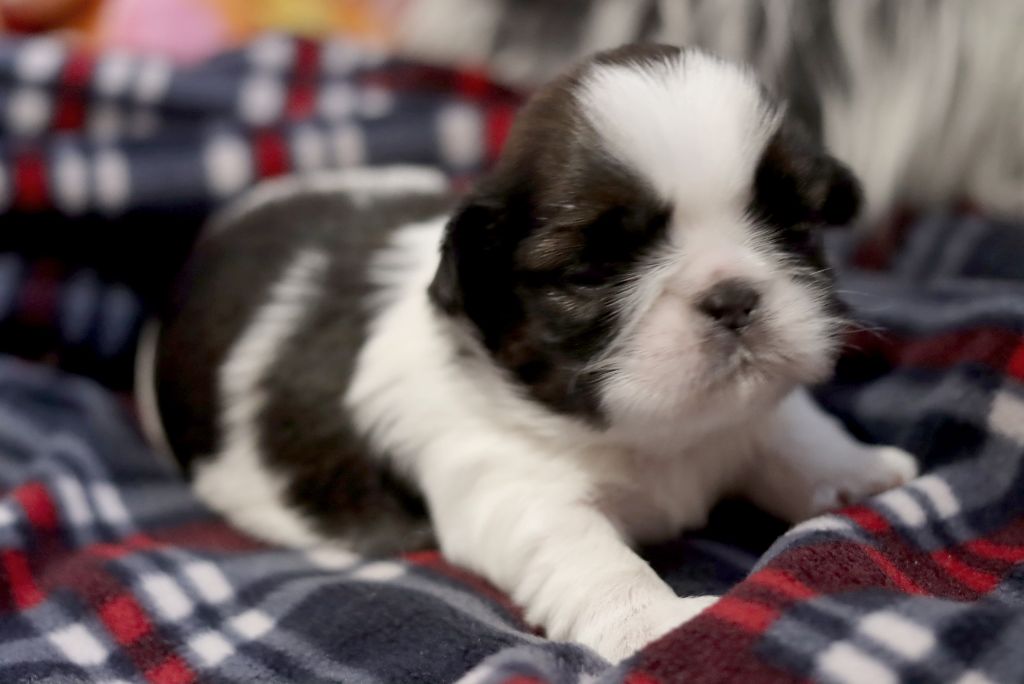 de la ferme des Mottes - Chiots disponibles - Shih Tzu