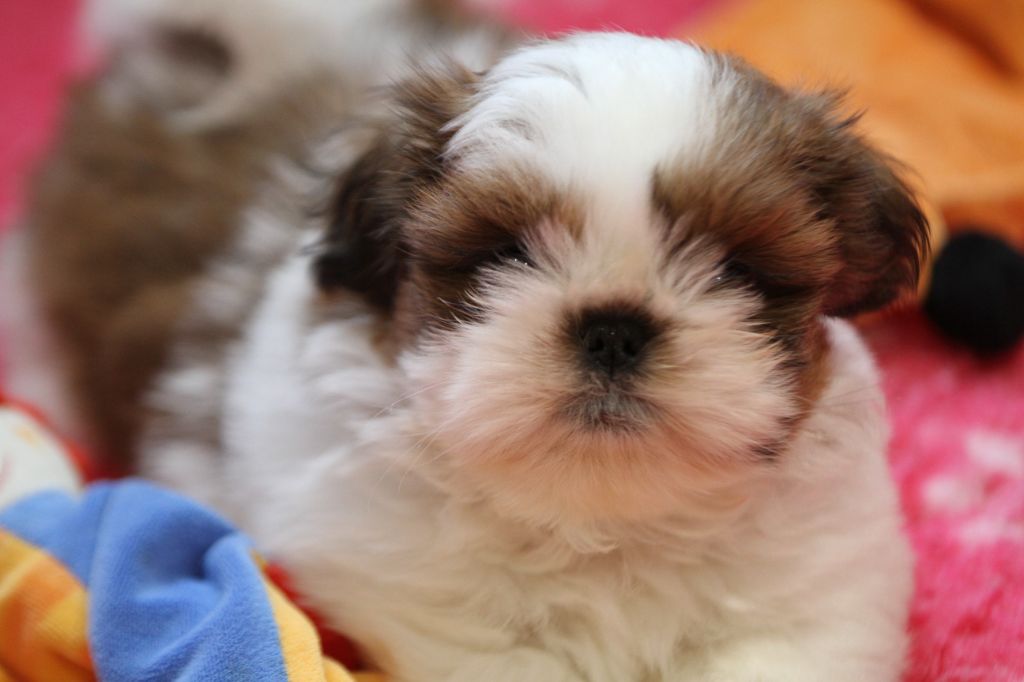 de la ferme des Mottes - Chiots disponibles - Shih Tzu