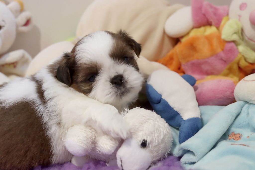 de la ferme des Mottes - Chiots disponibles - Shih Tzu