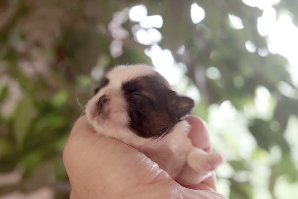 de la ferme des Mottes - Chiots disponibles - Shih Tzu