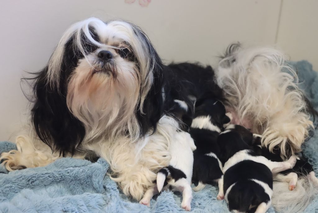 Chiot Shih Tzu de la ferme des Mottes