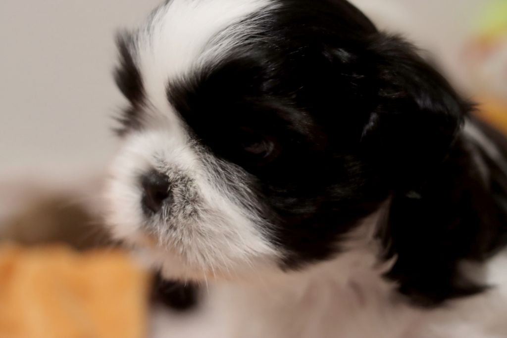 de la ferme des Mottes - Chiots disponibles - Shih Tzu