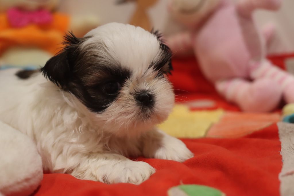 de la ferme des Mottes - Chiots disponibles - Shih Tzu