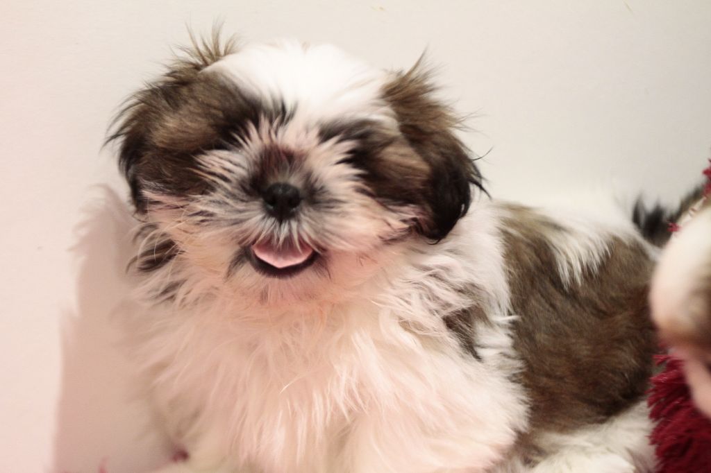 Chiot Shih Tzu de la ferme des Mottes