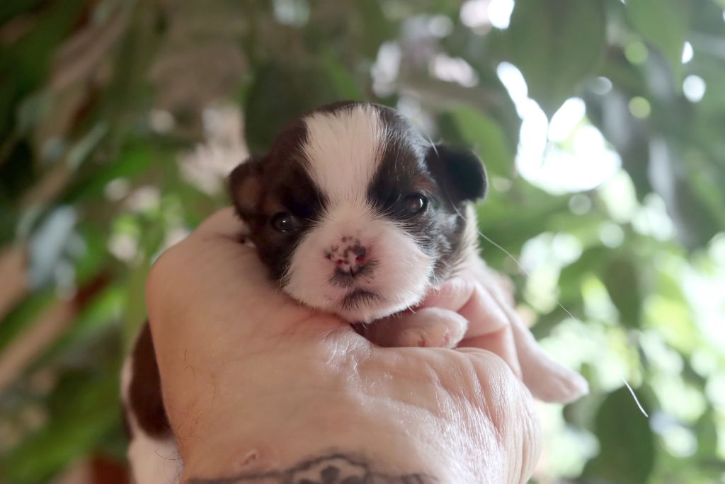 de la ferme des Mottes - Chiots disponibles - Shih Tzu